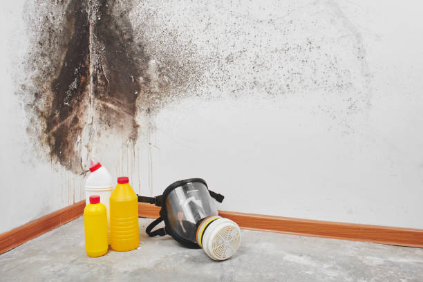 Best Mold Remediation  in Onalaska, TX