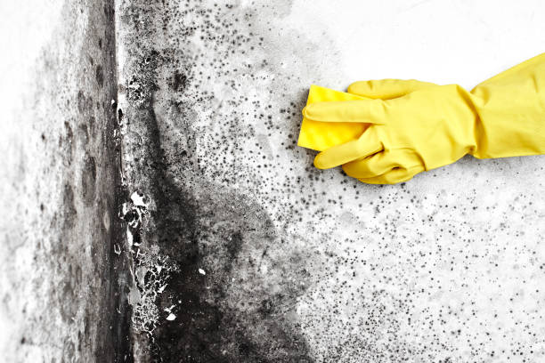 Crawl Space Mold Removal in Onalaska, TX