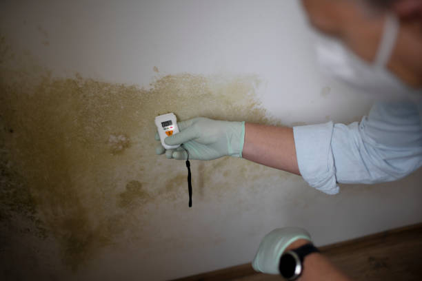 Best Professional Mold Removal  in Onalaska, TX