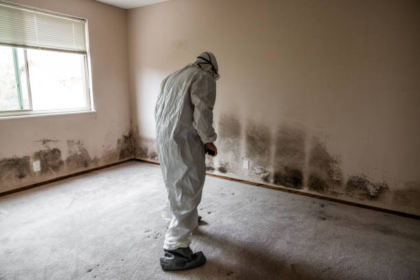 Best Mold Testing and Removal  in Onalaska, TX