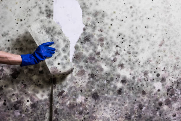 Mold Removal Process in Onalaska, TX