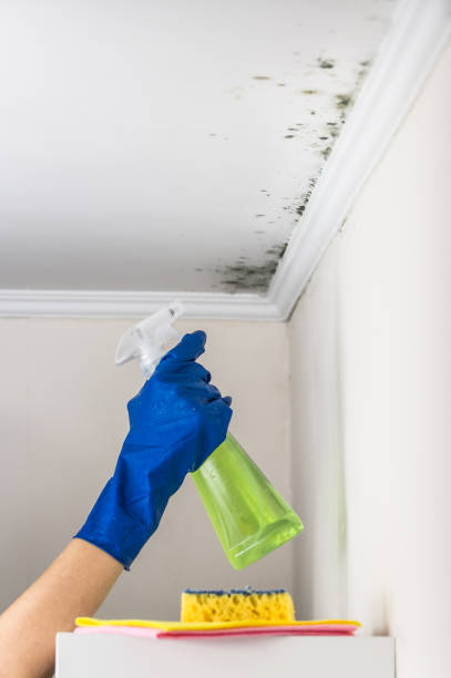Best Toxic Mold Removal  in Onalaska, TX
