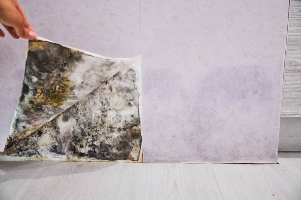 Trusted Onalaska, TX Mold Removal Experts